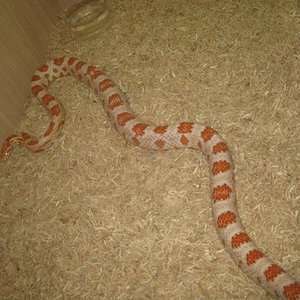 candy cane macho.JPG