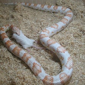 candy cane hembra.JPG