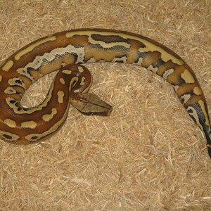 curtus stp hembra red.JPG