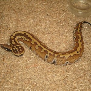 curtus stp macho red.JPG