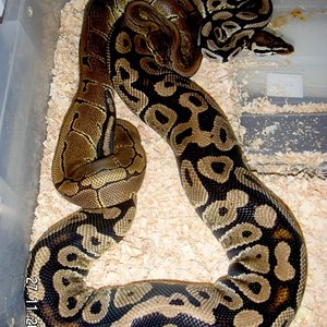 Pinstripe x Pastel.jpg