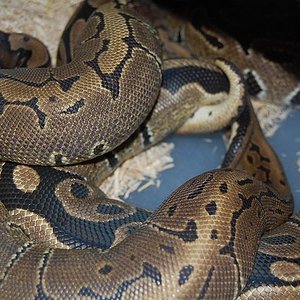 pinstripe x nominal.jpg