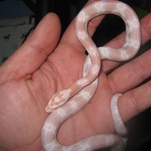 resized_snow08 001.jpg