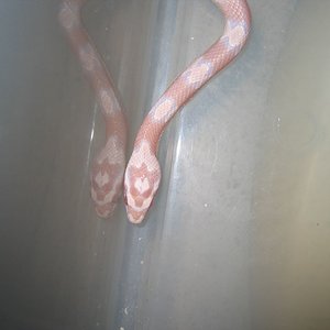 resized_snow08 003.jpg