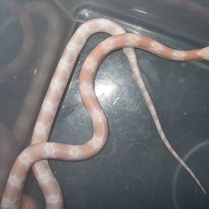 resized_snow08 005.jpg