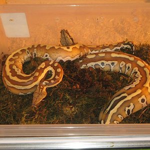 P. curtus brongersmai y el musgo.JPG