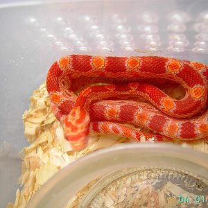 sunglow 2008- 1N.JPG