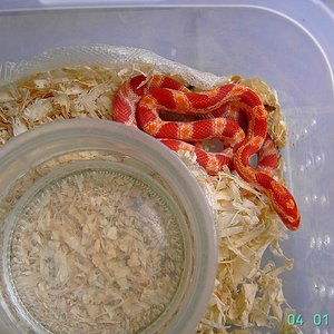 sunglow 2008- 2N.JPG