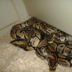 DSCF4411 (Medium).JPG