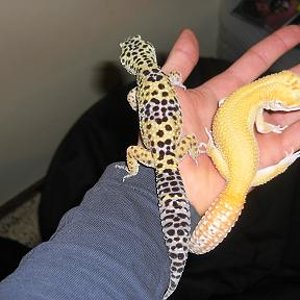 raptor y high coparativa1.JPG