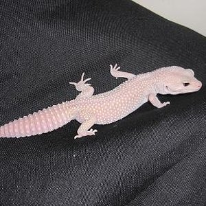 Blazzing Blizzard1.JPG