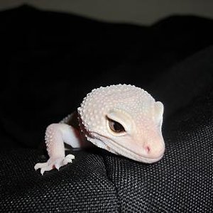 Blazzing Blizzard detalle cabeza.JPG