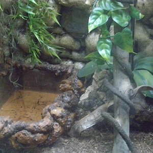 terrario abajo izquierda.JPG