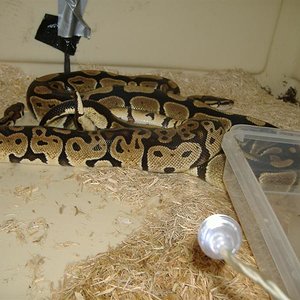 DSCF4412 (Medium).JPG