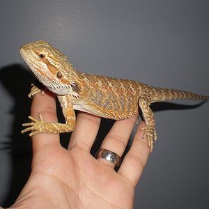 litle orange by Devil Serpentarium net5.jpg