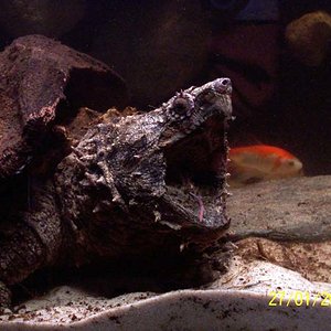 macroclemys comiendo.jpg