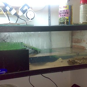 chelus fimbriatus.jpg