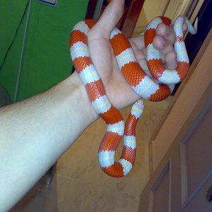 Lampropelthis stuarti albino.jpg