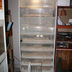 rack de serpientes.jpg