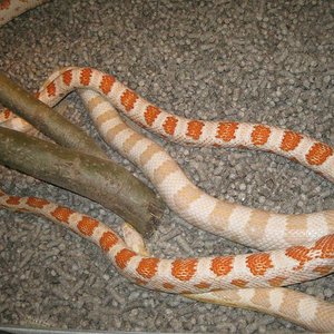 candy cane x snow.JPG