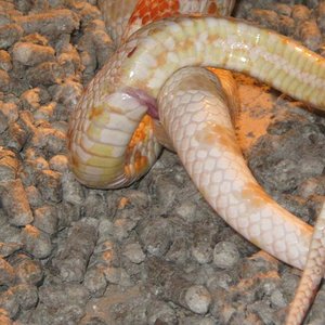 detalle hemipenes.JPG