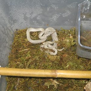 R.boulengeri macho.JPG