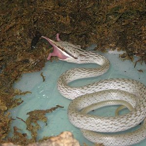 rhincophis hembra.JPG