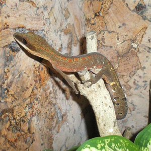 felinus 011 (Medium).jpg