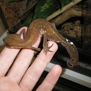 felinus 007 (Medium).jpg