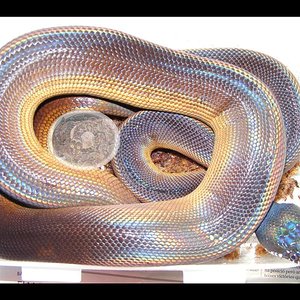 albertaforo (Medium).jpg