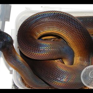 alberta 2 foro (Medium).jpg