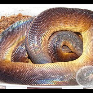 alberta 3 foro (Medium).jpg