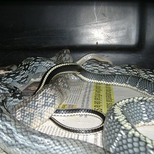 DSCF4465 [800x600].JPG