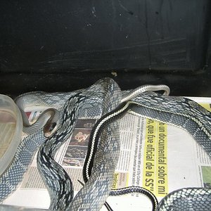 DSCF4464 [800x600].JPG