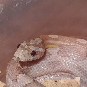 Motley ghost cabeza feb'09.JPG