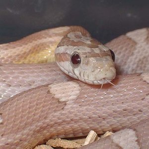 Motley ghost cabeza 2 feb'09.JPG