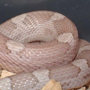 Motley ghost cuerpo feb'09.JPG