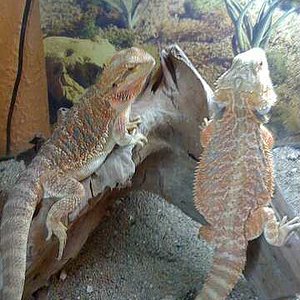 Imagen 173-reducido.jpg