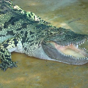 Porosus de 8 dedos.jpg