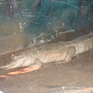 Alligator albino.jpg
