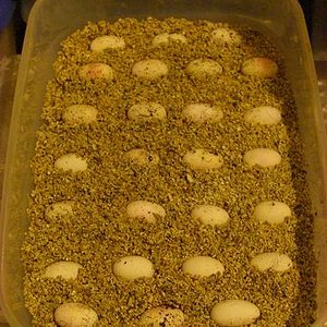 puesta pogona 13-3-09.JPG