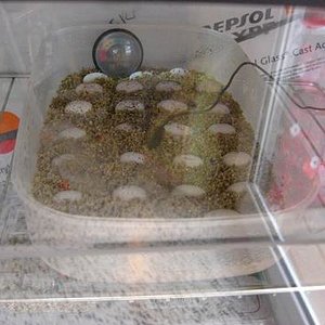 puesta pogona 13-3-09 incuvadora a.JPG