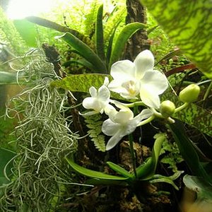 Phalaenopsis mini 2 (Small).jpg
