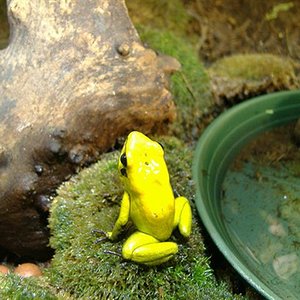 Phyllobates bicolor (Small).jpg