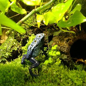 Dendrobates azureus (Small).jpg