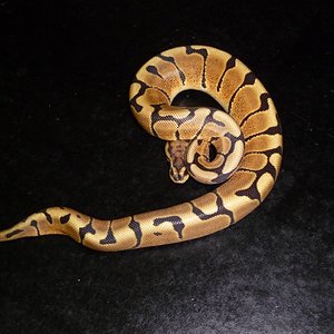 Regius WOMA fauna.JPG