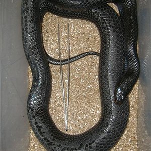 DSCF4518 (Medium).JPG