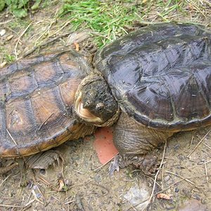 chelidra 078 (Small).jpg