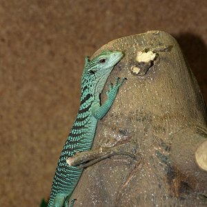 P4031184 - copia.JPG