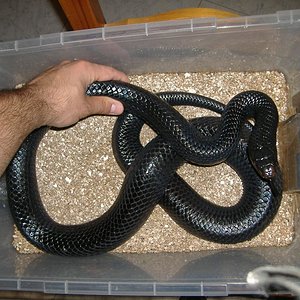 DSCF4526 (Large).JPG